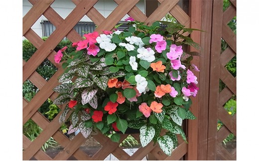 5809 3841 ハンギングバスケット寄せ植え 季節のおまかせ 静岡県藤枝市 ふるさと納税 ふるさとチョイス