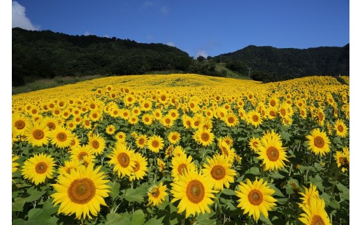 三ノ倉高原の東日本最大級のひまわり畑も宿の近くにあります。