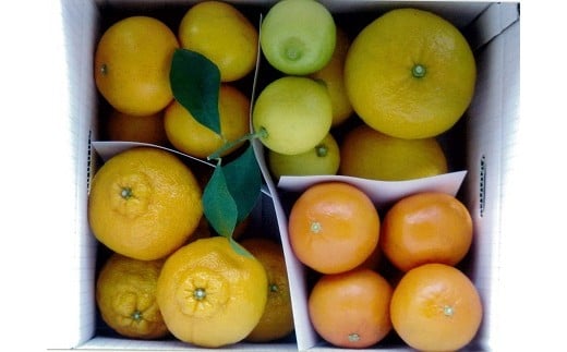 B79-12　５種の柑橘詰め合わせセット（5kg箱入り） 397917 - 熊本県芦北町