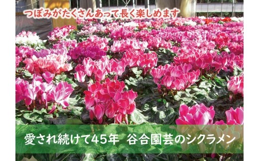 0010-025 シクラメン（ピンク系　６号鉢） 853249 - 埼玉県富士見市