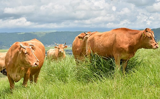 肥後褐毛和牛は雄大な自然の中でのびのび育てられています。