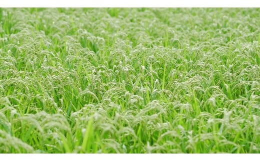 兵庫県西脇市黒田庄町（くろだしょうちょう）は酒米山田錦の育成条件が揃う数少ない地です。この地で米を育てています。