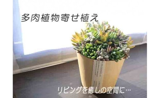 品切れ 多肉植物寄せ植え 1鉢 高知県高知市 ふるさと納税 ふるさとチョイス