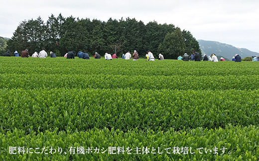 農林水産省生産局長賞受賞 長崎そのぎ茶 夕凪 3本セット 中山茶園 Bas001 長崎県東彼杵町 ふるさと納税 ふるさとチョイス