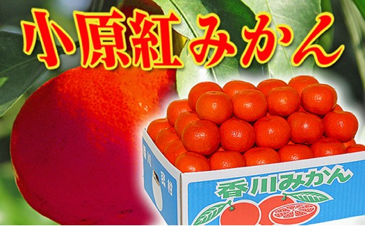 5803 0737 香川県のオリジナル品種 小原紅早生みかん約 4 7kg 香川県宇多津町 ふるさと納税 ふるさとチョイス