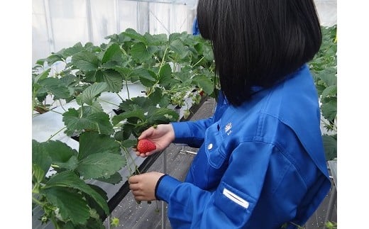 徳島県立池田高等学校三好校の生徒たちが大切に育てたイチゴです。