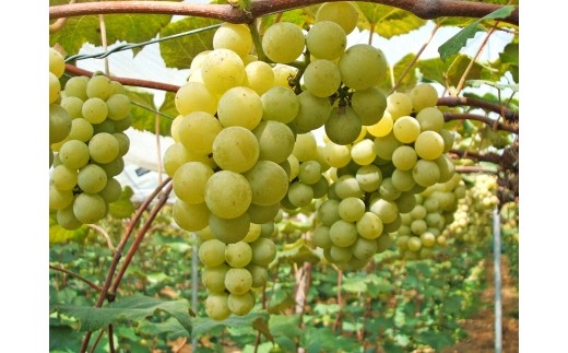 五ヶ瀬スパークリングワイン 樹樹 -JUJU-（白・甘口・発泡タイプ）（GW