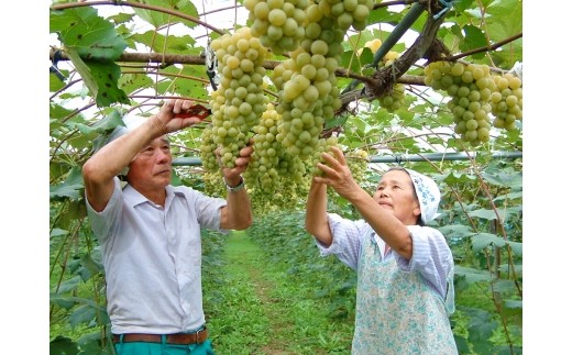 五ヶ瀬ワイン 飲み比べセット（白・甘口＆白・辛口） - 宮崎県