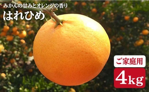 みかん はれひめ 【先行予約】【☆ご家庭用 みかん ☆ 】 はれひめ 約4kg（サイズ混合）＜広津農園＞ [CBN003] 長崎 西海 みかん ミカン 蜜柑 みかん はれひめ みかん 237469 - 長崎県西海市