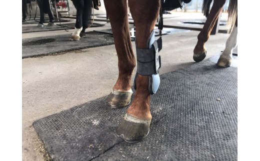 馬の足をリトレーニングの衝撃から防ぐプロテクターになります。