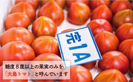 数量限定 糖度８度以上の果実 大島トマト ３kg 大島造船所 農産グループ Cck005 長崎県西海市 ふるさと納税 ふるさとチョイス