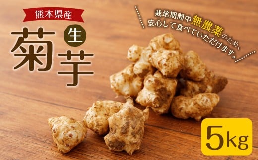 熊本県産 生 菊芋 5kg キクイモ 野菜 栽培期間中 無農薬 土なし 熊本県益城町 ふるさと納税 ふるさとチョイス