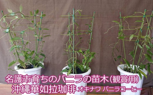 名護市で育てたバニラの苗 沖縄華如拉珈琲 沖縄県名護市 ふるさと納税 ふるさとチョイス