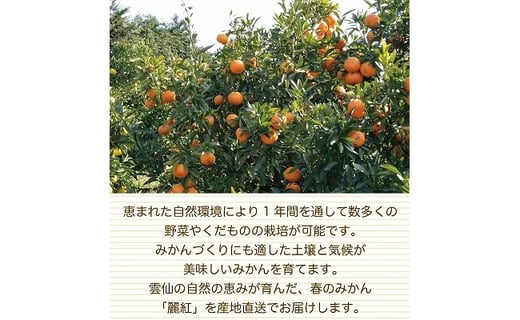 希少品種 麗紅 れいこう 5キロ 柑橘みかん 長崎県雲仙市 ふるさと納税 ふるさとチョイス