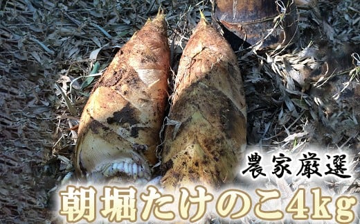 熊本県南関町の春の味覚 予約受付中 南関町のたけのこ特集 ふるさと納税 ふるさとチョイス