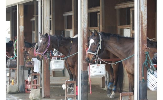 八王子乗馬倶楽部で乗馬の感動を！「乗馬体験」お試し2回コース - 東京