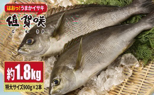 【日本一うまいイサキ】値賀咲（ちかさき）特大サイズ 約1.8kg（900g×2本）＜小値賀町担い手公社＞ [DAA010]
