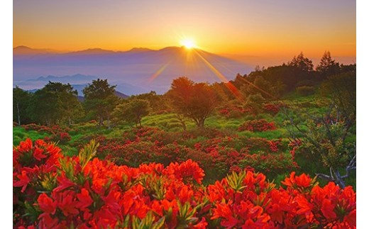 １５　美ヶ原高原美術館付近のレンゲツツジと浅間山から昇る朝日（美ヶ原高原）6月撮影