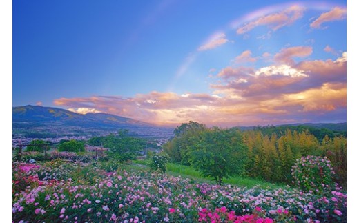 ４　バラ園と夕方の虹（信州国際音楽村）6月撮影