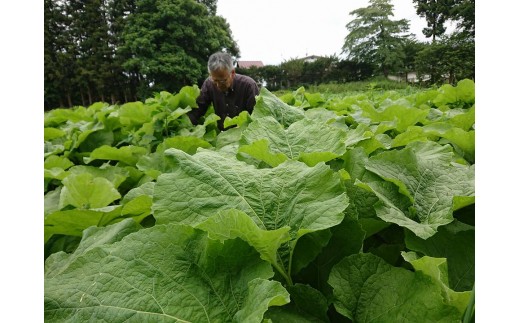 安全安心 無農薬 ごぼう茶 5袋セット 岩手県一関市 ふるさと納税 ふるさとチョイス