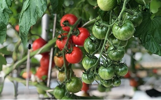 大型ハウスでコンピューター管理のもと高品質なトマトを栽培（画像はイメージです）