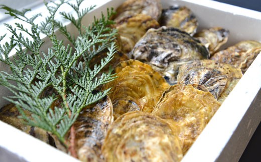 鏡オイスター（加熱調理用） 約3kg（マガキ・殻付き）牡蠣 かき
