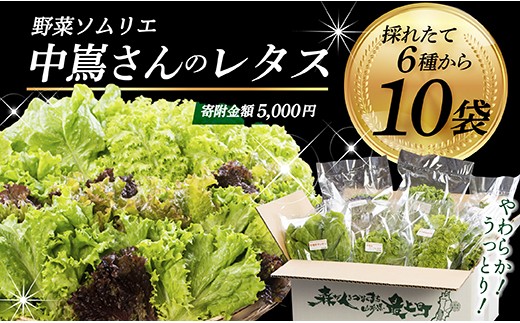 005-026 野菜ソムリエ中嶌さんのレタスセット