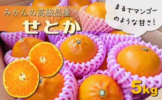 せとか 熊本玉名産 5kg | フルーツ 果物 くだもの 柑橘 ミカン みかん 高級品種 熊本県 玉名市
