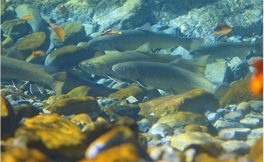 5762 0467 遊漁年券b渓流魚等 新潟県魚沼市 ふるさと納税 ふるさとチョイス