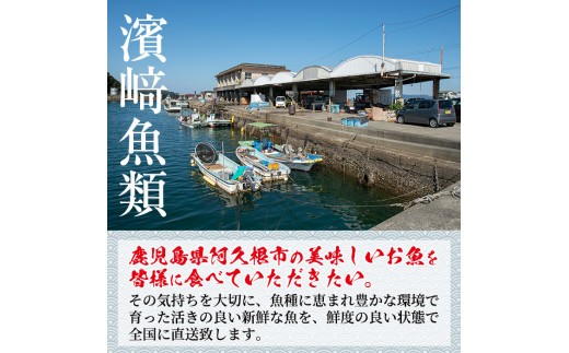 Akune 2 3 鹿児島県阿久根産 天然きびなごのお刺身と鮮魚セット 刺身80尾 40尾 2パック きびなご鮮魚1kg 濱崎魚類 2 3 鹿児島県阿久根市 ふるさと納税 ふるさとチョイス