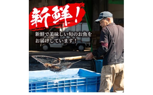 Akune 2 3 鹿児島県阿久根産 天然きびなごのお刺身と鮮魚セット 刺身80尾 40尾 2パック きびなご鮮魚1kg 濱崎魚類 2 3 鹿児島県阿久根市 ふるさとチョイス ふるさと納税サイト