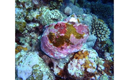 貝の表面はサンゴが付着し、海の中では周囲の色に溶け込んでいます