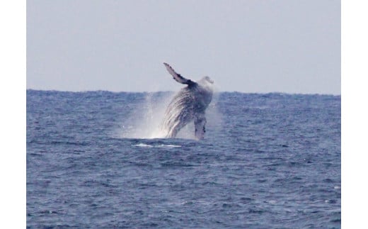 2019年3月に喜界島の浜から撮影されたザトウクジラです