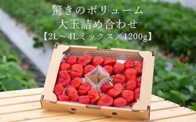 【2021年1月より随時発送】★開けてびっくり★驚きのボリューム完熟あまおう大玉詰め合わせ1200g