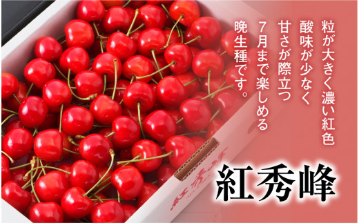 GI「東根さくらんぼ」 2023年産 紅秀峰800gバラ詰め JA園芸部提供 E