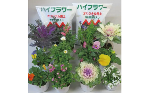 季節の花 寄せ植えセット 埼玉県羽生市 ふるさと納税 ふるさとチョイス