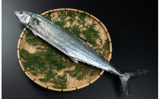 OM-04　獲れたて鮮魚　サワラ約2kg（1匹） 866181 - 鳥取県大山町
