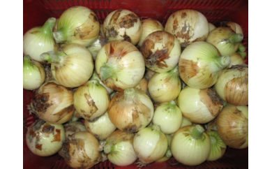 和歌山産 玉葱 大玉 20kg