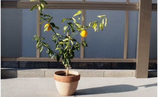5656 0969 レモンの木鉢植え 大きめサイズ テラコッタ鉢 福岡県朝倉市 ふるさと納税 ふるさとチョイス