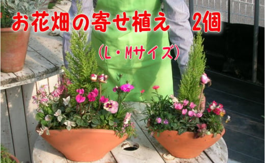 5656 1003 可愛いお花畑の寄せ植えl Mサイズ 2個セット 福岡県朝倉市 ふるさと納税 ふるさとチョイス
