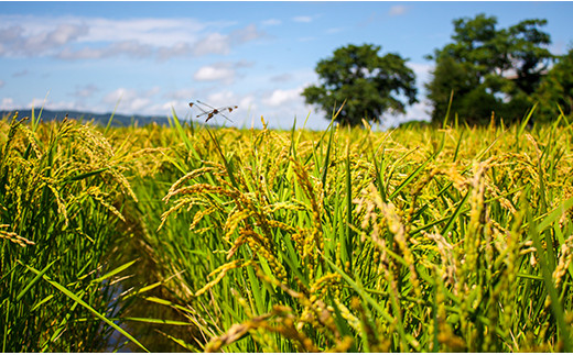 【無洗米12ヶ月定期便】特別栽培「きなうす米」北海道産ゆめぴりか5kg×12回　02_N012