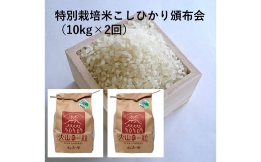 特別栽培米こしひかり頒布会(10kg×2回)