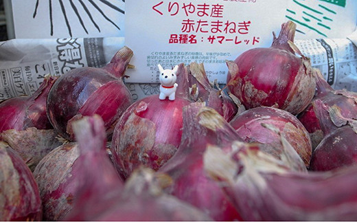 夏季限定 玉葱ひとすじ 中島農園 赤玉葱5 03 C066 北海道栗山町 ふるさと納税 ふるさとチョイス