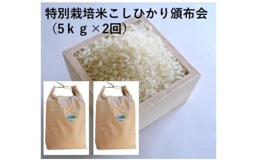MS-18　特別栽培米こしひかり頒布会（5kg×2回） 866013 - 鳥取県大山町
