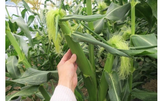 大地の恵み とうもろこし ホワイト 7本 B033 北海道栗山町 ふるさと納税 ふるさとチョイス