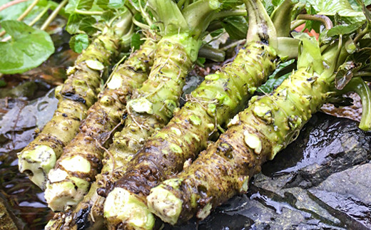 匹見産花わさび醤油漬け 50g 2袋 4セット 合計8袋 400g 島根県産 益田市産 匹見町 加工食品 漬物 野菜 山菜 花山葵 鮮度抜群 無添加 無香料 化学調味料不使用 お酒の肴 少量パック 食べきりサイズ 真空パック 冷凍 島根県益田市 ふるさとチョイス ふるさと納税サイト