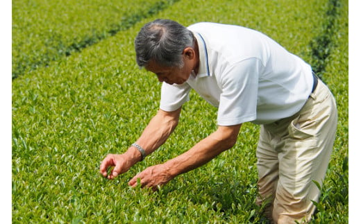 使用茶葉（一～二番茶芽）には、農薬を使用しない減農薬農法を採用しています。