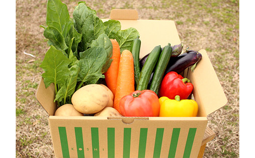 合志の旬の お野菜 セット 10~12品