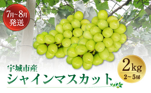 【7月~8月発送】宇城市産 シャインマスカット 約2kg(2~5房)