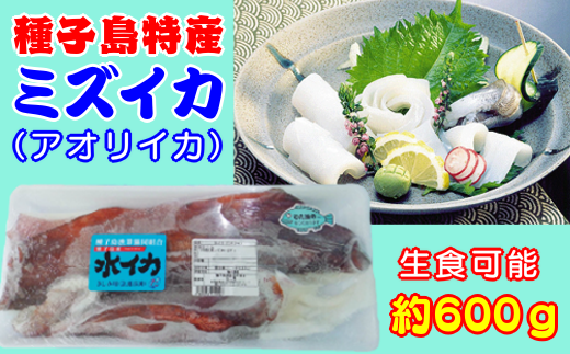 水イカ アオリイカ 半身 内臓処理済み 300ｐｔ Nfn141 鹿児島県西之表市 ふるさと納税 ふるさとチョイス